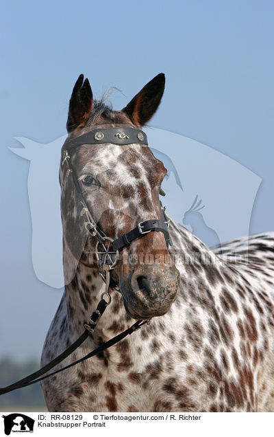 Knabstrupper Portrait / Knabstrupper Portrait / RR-08129