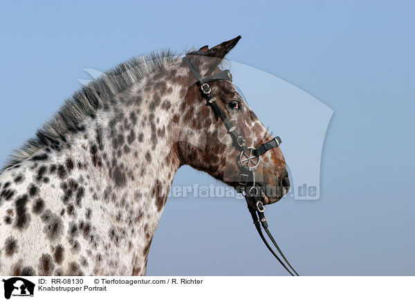 Knabstrupper Portrait / Knabstrupper Portrait / RR-08130