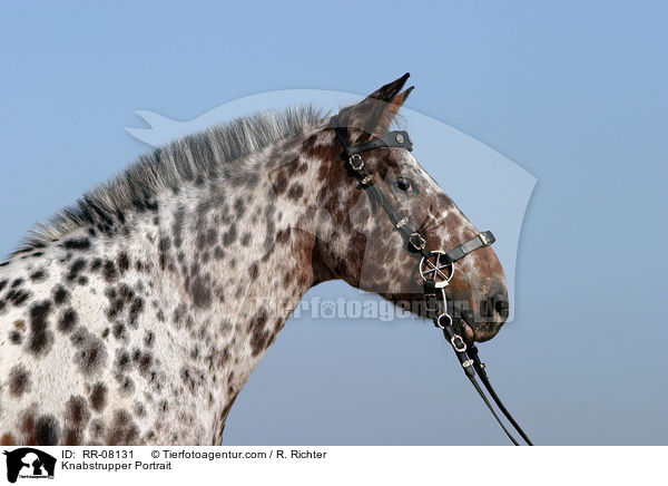 Knabstrupper Portrait / RR-08131
