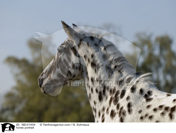 horse portrait / NS-01404
