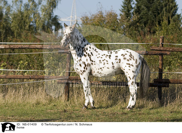horse / NS-01409