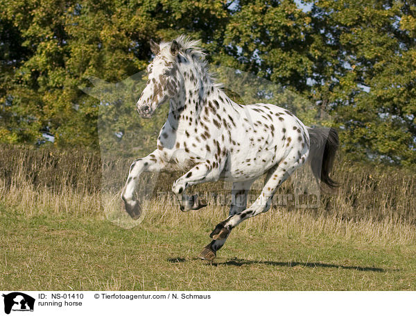 running horse / NS-01410