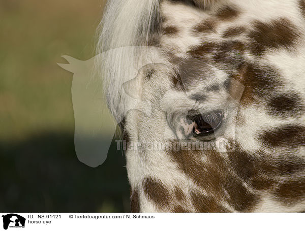 horse eye / NS-01421