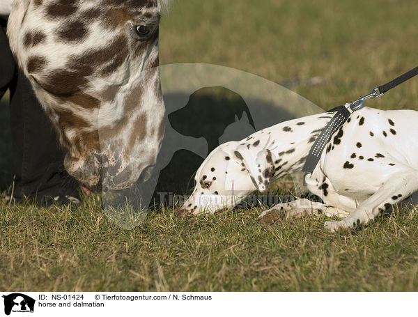 horse and dalmatian / NS-01424