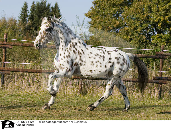 running horse / NS-01426