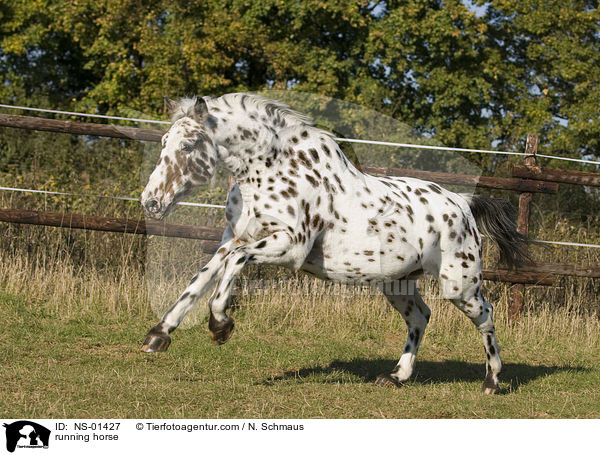 running horse / NS-01427