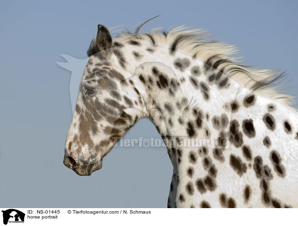 horse portrait / NS-01445