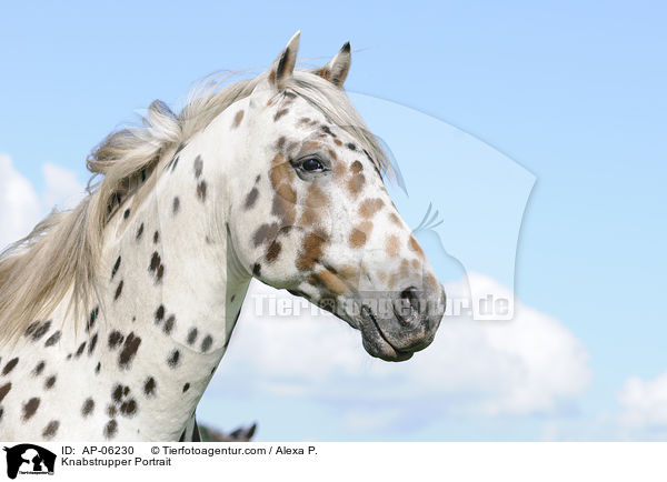 Knabstrupper Portrait / AP-06230