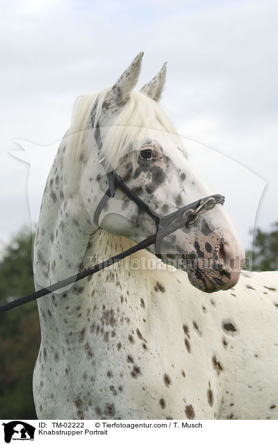 Knabstrupper Portrait / TM-02222