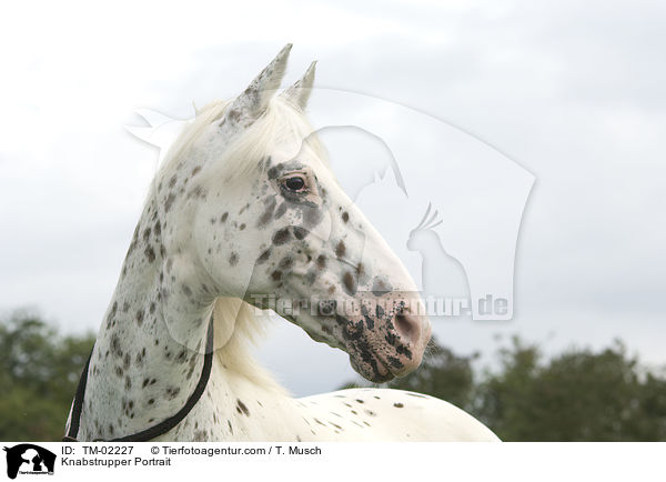Knabstrupper Portrait / TM-02227