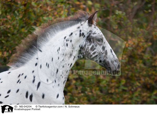 Knabstrupper Portrait / NS-04204