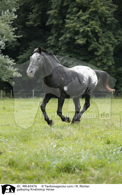 galloping Knabstrup Horse / RR-85478