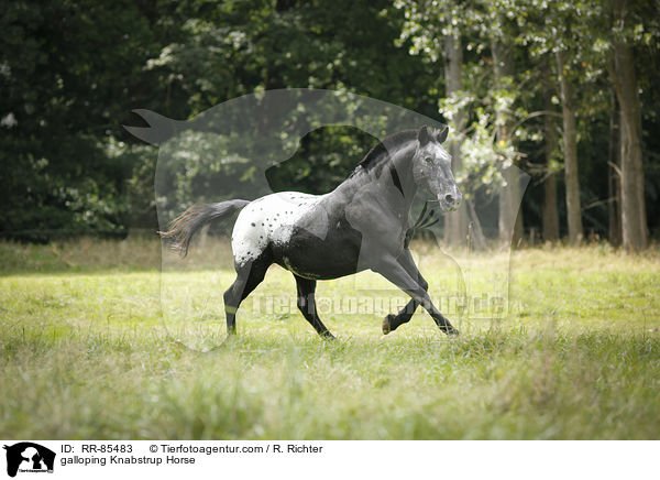 galloping Knabstrup Horse / RR-85483