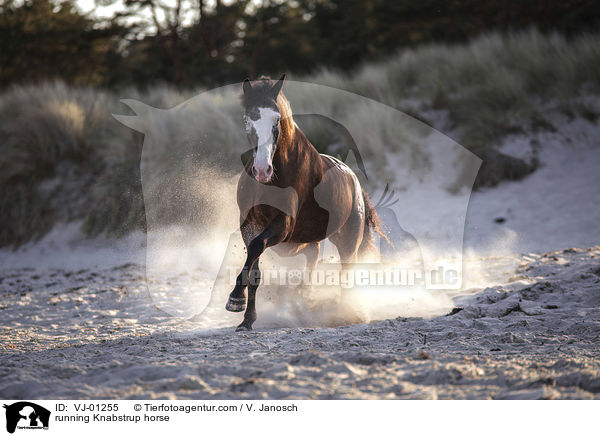 running Knabstrup horse / VJ-01255