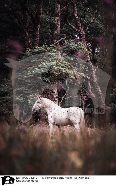 Knabstrup Horse / MAK-01212