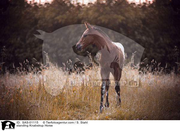 stehender Knabstrupper / standing Knabstrup Horse / SAS-01115