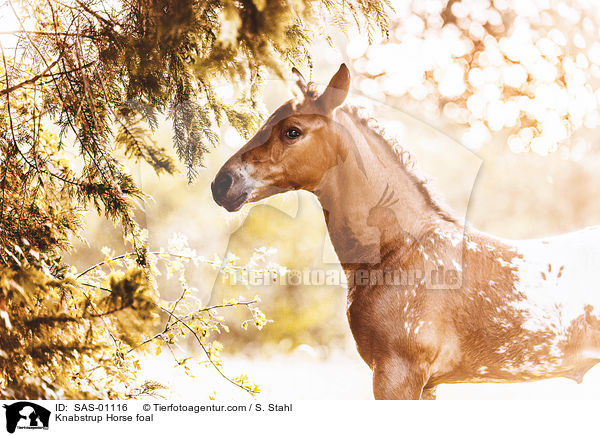 Knabstrup Horse foal / SAS-01116