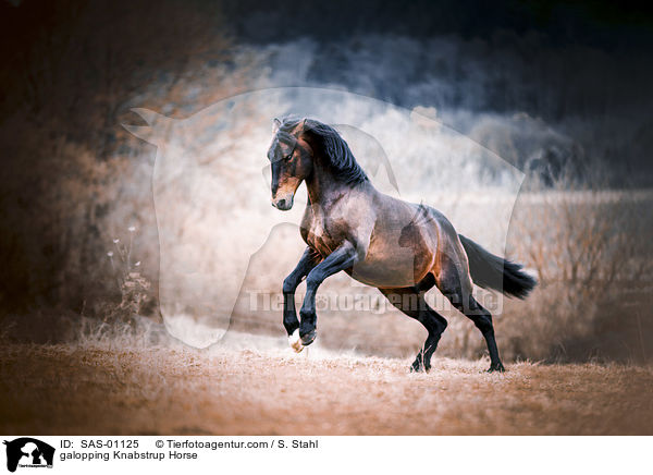 galoppierender Knabstrupper / galopping Knabstrup Horse / SAS-01125