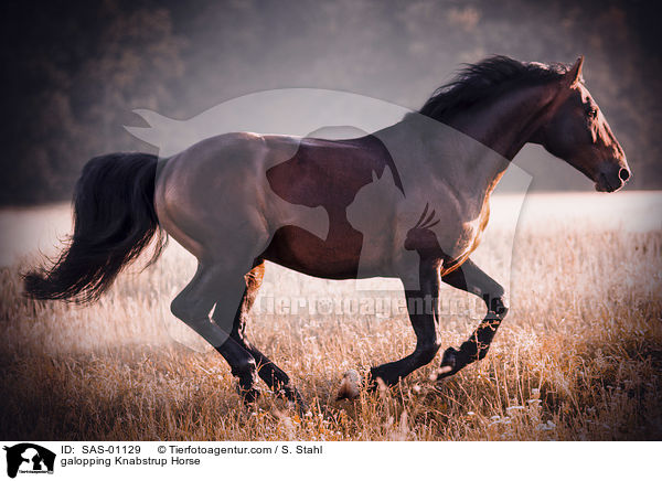 galoppierender Knabstrupper / galopping Knabstrup Horse / SAS-01129