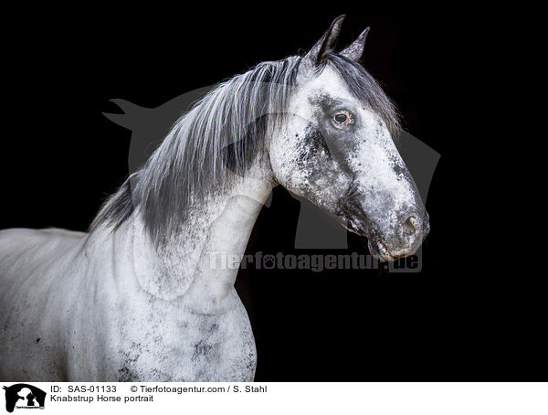 Knabstrup Horse portrait / SAS-01133