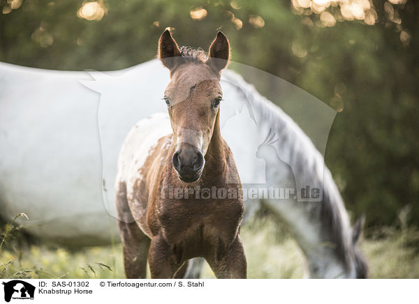 Knabstrup Horse / SAS-01302