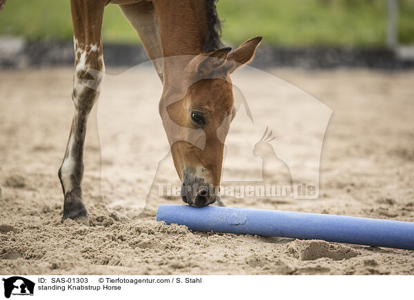 stehender Knabstrupper / standing Knabstrup Horse / SAS-01303