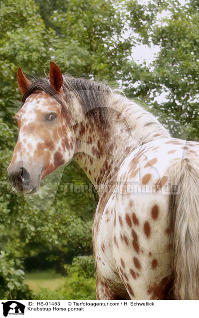 Knabstrupper Portrait / Knabstrup Horse portrait / HS-01453