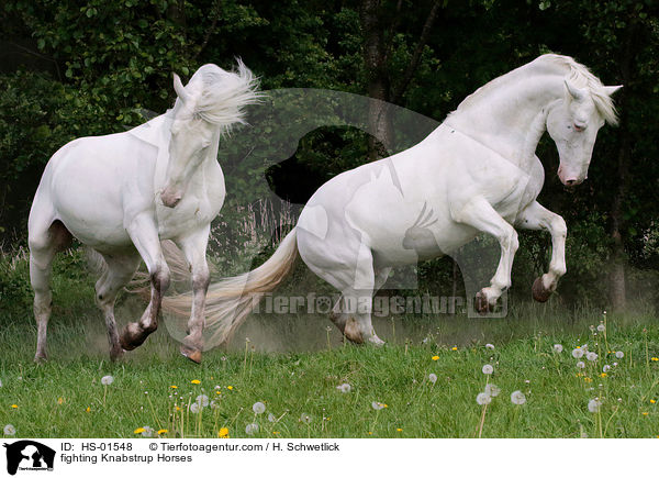 kmpfende Knabstrupper / fighting Knabstrup Horses / HS-01548