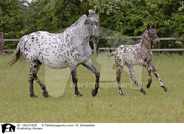 Knabstrup Horses / HS-01605