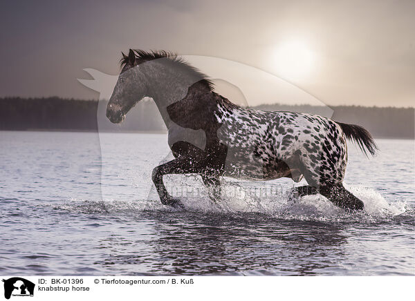 Knabstrupper / knabstrup horse / BK-01396
