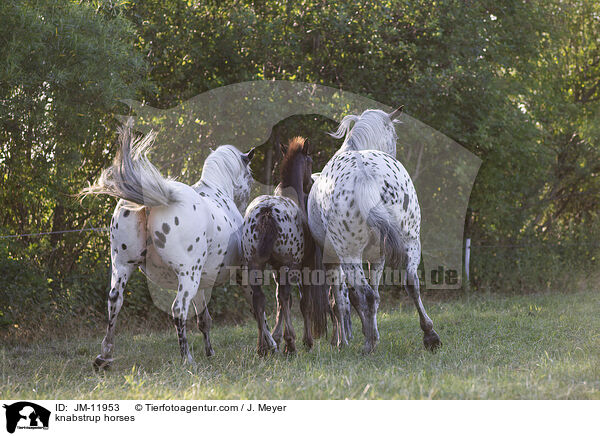 Knabstrupper / knabstrup horses / JM-11953