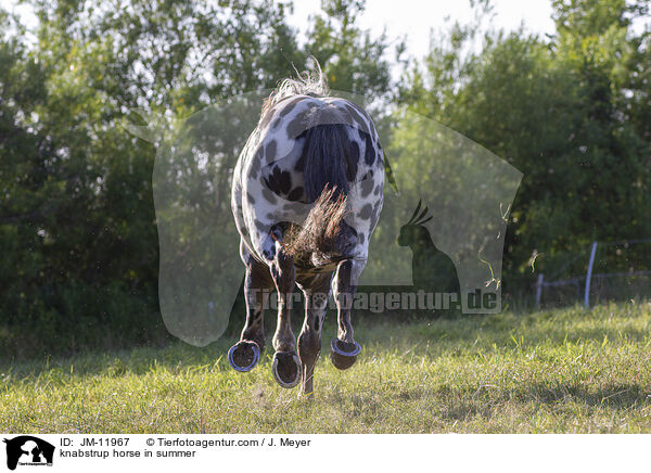 knabstrup horse in summer / JM-11967