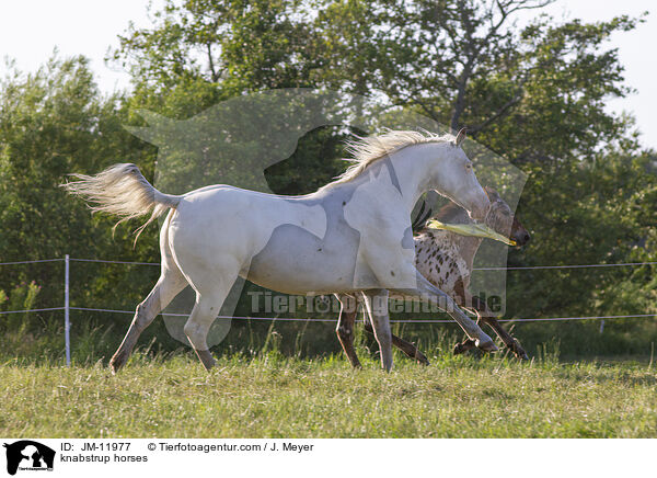 Knabstrupper / knabstrup horses / JM-11977