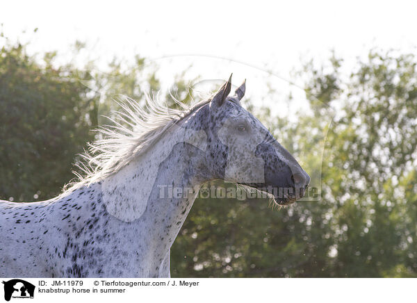 knabstrup horse in summer / JM-11979