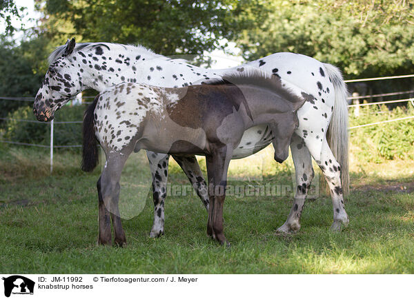 knabstrup horses / JM-11992