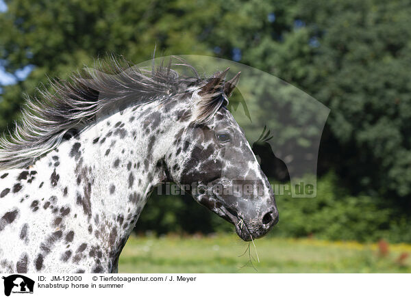 knabstrup horse in summer / JM-12000