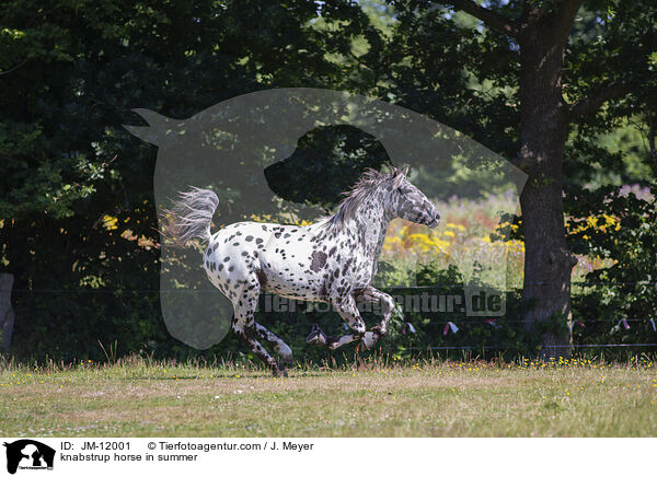 Knabstrupper im Sommer / knabstrup horse in summer / JM-12001