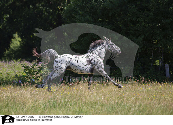 knabstrup horse in summer / JM-12002
