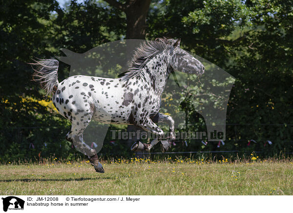 Knabstrupper im Sommer / knabstrup horse in summer / JM-12008