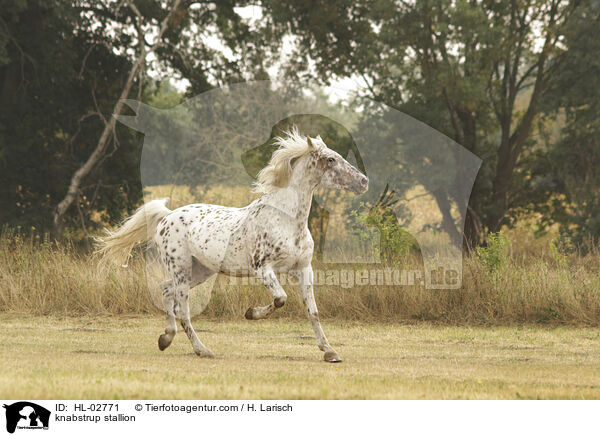 Knabstrupper Hengst / knabstrup stallion / HL-02771