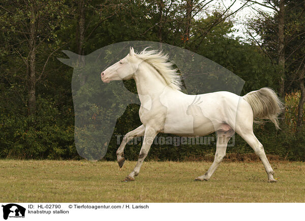 Knabstrupper Hengst / knabstrup stallion / HL-02790