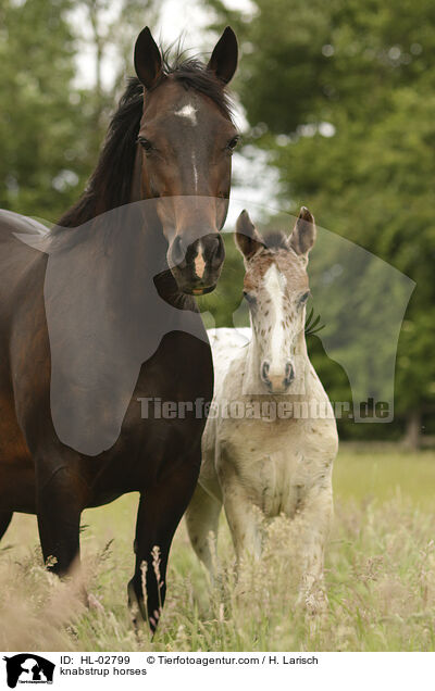 knabstrup horses / HL-02799
