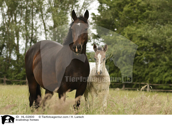 knabstrup horses / HL-02800