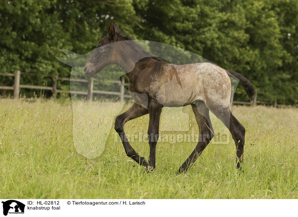 knabstrup foal / HL-02812