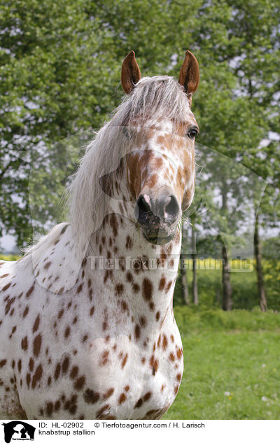 Knabstrupper Hengst / knabstrup stallion / HL-02902