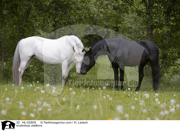 knabstrup stallions / HL-02909