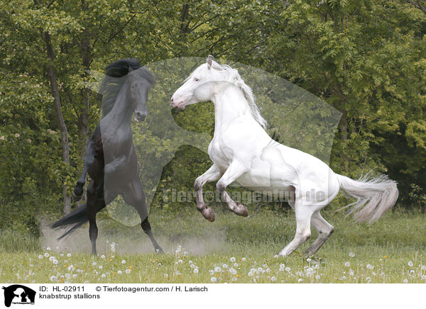 knabstrup stallions / HL-02911