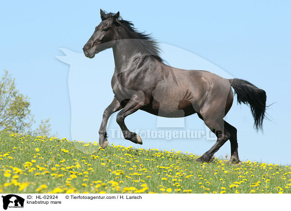 knabstrup mare / HL-02924