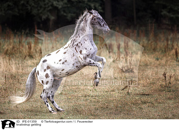 knabstrup gelding / IFE-01359