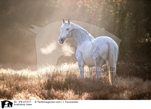 knabstrup mare / IFE-01417